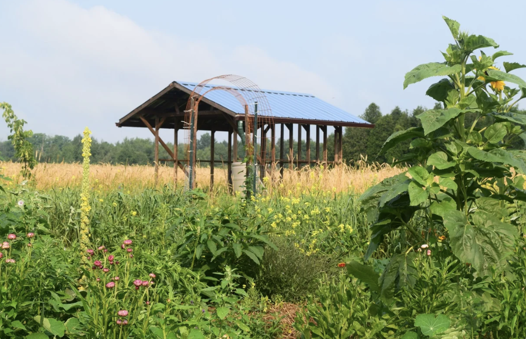 Building Biodiverse Growing Systems